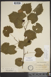 Vitis rotundifolia image