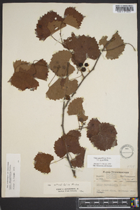 Vitis rotundifolia image