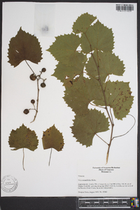 Vitis rotundifolia image