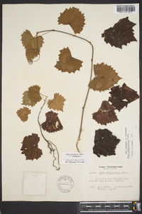 Vitis rotundifolia image