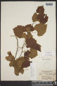 Vitis rotundifolia image