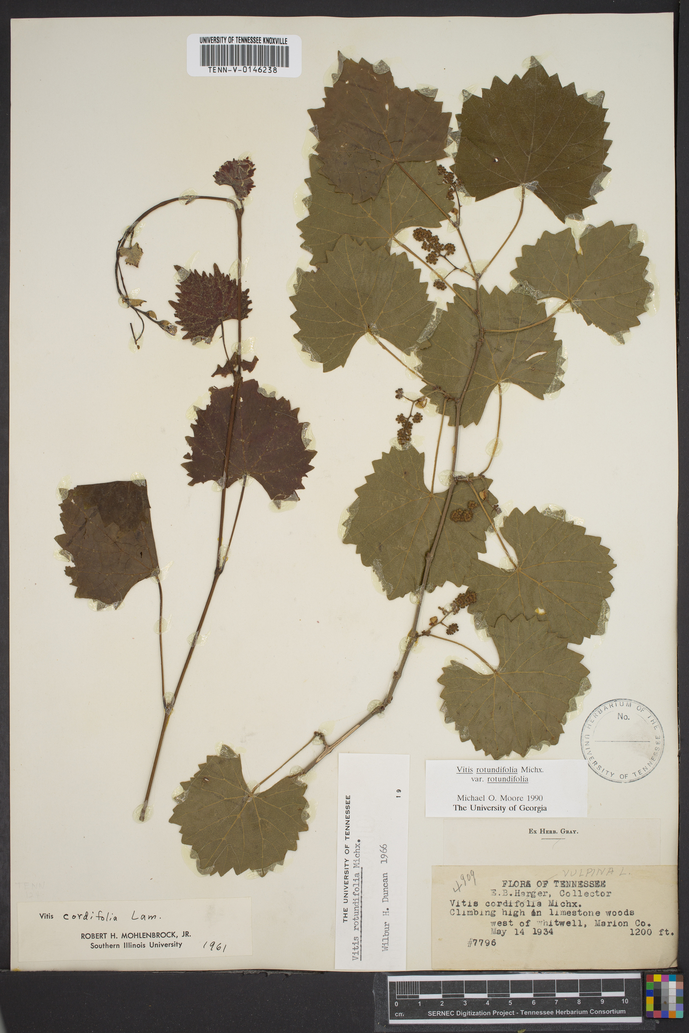 Vitis rotundifolia image