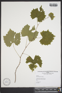 Vitis rotundifolia image