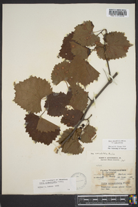 Vitis rotundifolia image