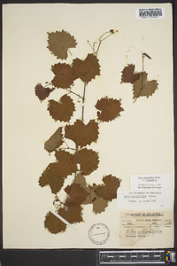 Vitis rotundifolia image