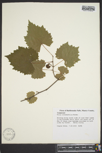 Vitis rotundifolia image