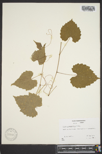 Vitis rotundifolia image