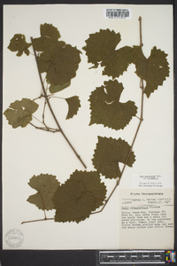 Vitis rotundifolia image