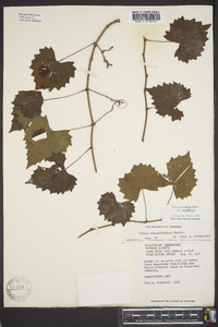 Vitis rotundifolia image