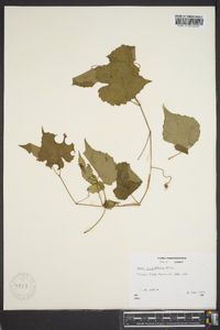 Vitis rotundifolia image