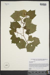 Vitis rotundifolia image