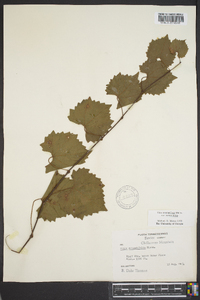 Vitis rotundifolia image