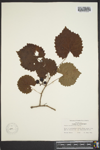 Vitis rotundifolia image