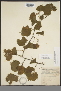 Vitis rotundifolia image