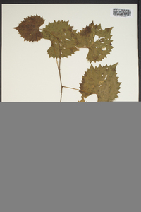 Vitis rotundifolia image