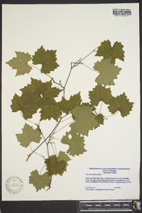 Vitis rotundifolia image