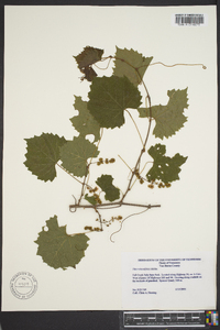 Vitis rotundifolia image