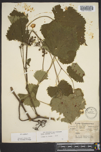 Vitis vulpina image