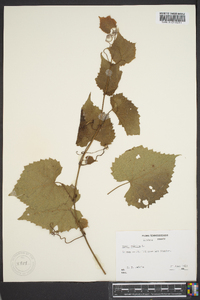 Vitis vulpina image