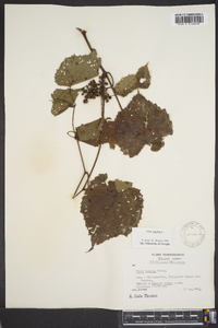 Vitis vulpina image