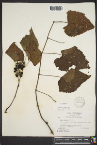 Vitis vulpina image