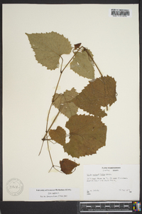 Vitis vulpina image