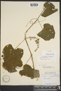 Vitis vulpina image