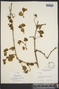 Vitis vulpina image