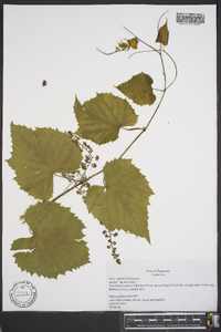 Vitis vulpina image