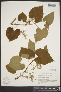 Vitis vulpina image