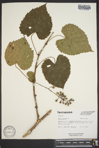 Vitis vulpina image