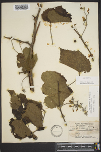 Vitis vulpina image