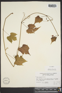 Vitis vulpina image