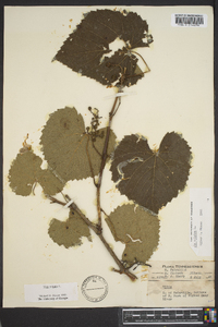 Vitis vulpina image