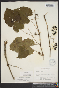 Vitis vulpina image