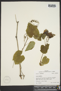 Vitis vulpina image