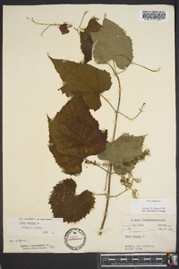 Vitis vulpina image