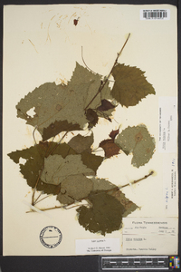 Vitis vulpina image