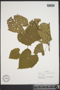 Vitis vulpina image