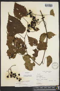 Vitis vulpina image