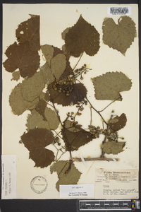 Vitis vulpina image