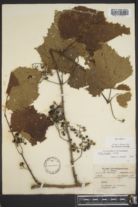 Vitis vulpina image