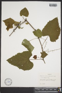 Vitis vulpina image