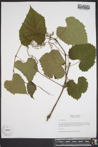 Vitis vulpina image