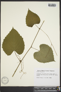 Vitis vulpina image