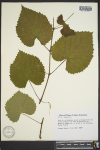 Vitis vulpina image