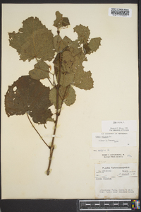 Vitis vulpina image