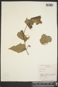 Vitis vulpina image