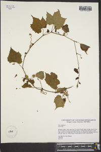 Vitis vulpina image