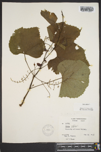 Vitis vulpina image